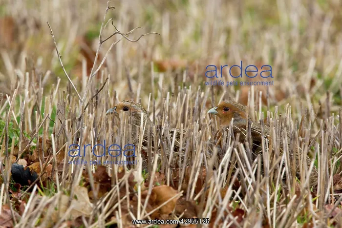 : Grey Partridge - male and female crouching in winter : Grey Partridge - male and female crouching in winter