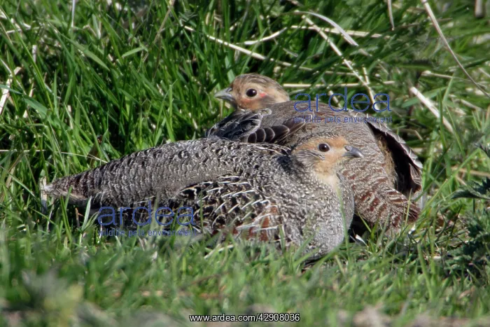 : Grey Partridge - Male and female resting : Grey Partridge - Male and female resting
