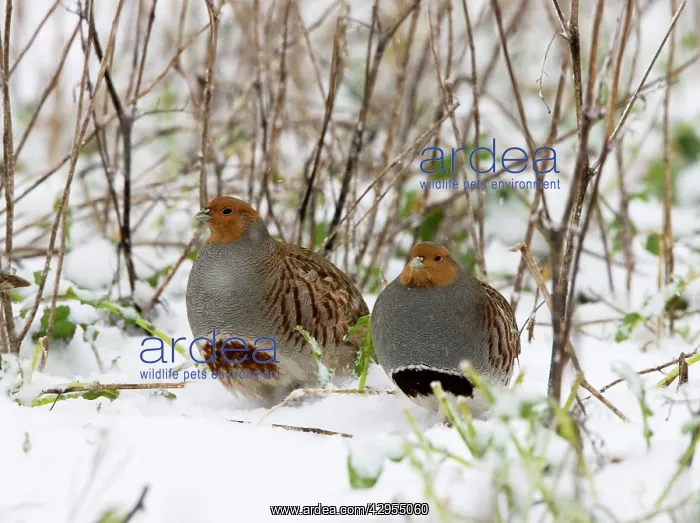 : Grey Partridge - male and female in snow covered : Grey Partridge - male and female in snow covered