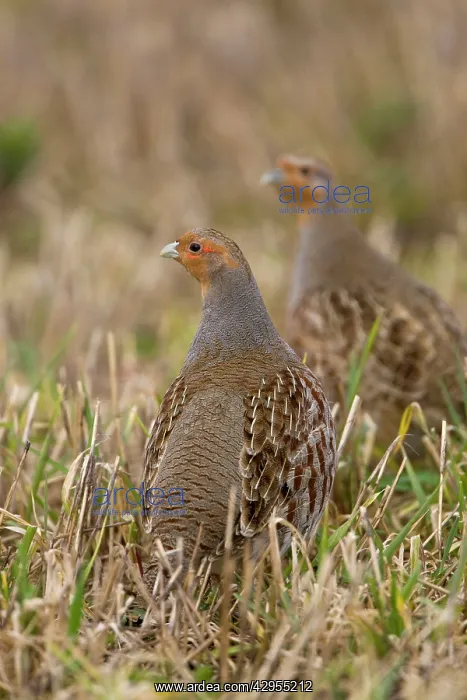 : Grey Partridge - male and Female standing in late : Grey Partridge - male and Female standing in late