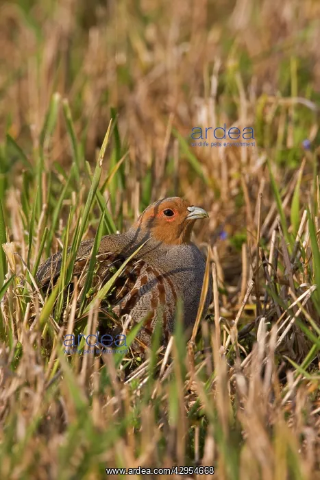 : Grey Partridge - male in grassland showing the : Grey Partridge - male in grassland showing the
