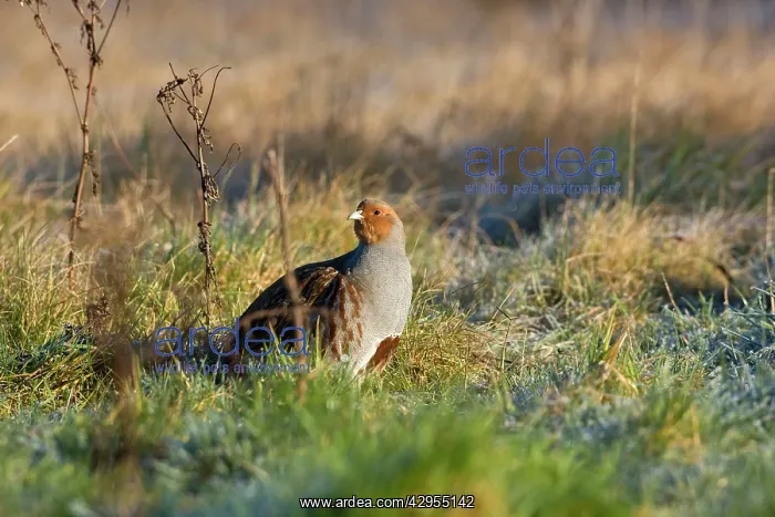 : Grey Partridge - male on rough grassland frost : Grey Partridge - male on rough grassland frost