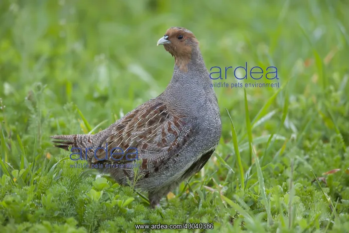  : Grey Partridge - male in spring - Germany