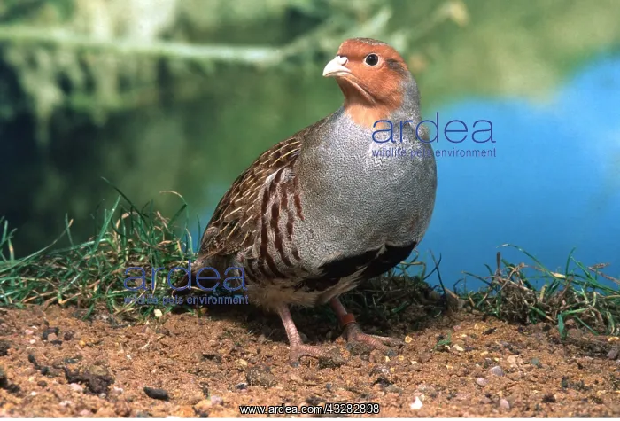 : GREY PARTRIDGE - male, standing : GREY PARTRIDGE - male, standing