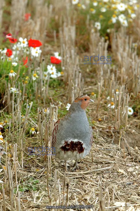 : Grey Partridge - male standing in Autumn stubble : Grey Partridge - male standing in Autumn stubble