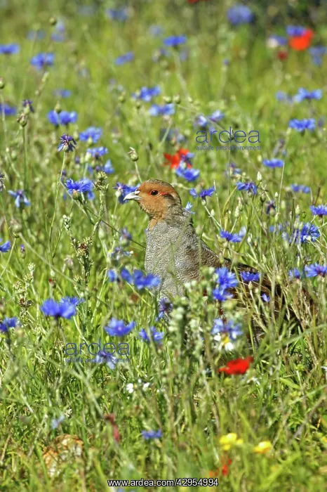 : Grey Partridge - male standing in cornflowers round : Grey Partridge - male standing in cornflowers round