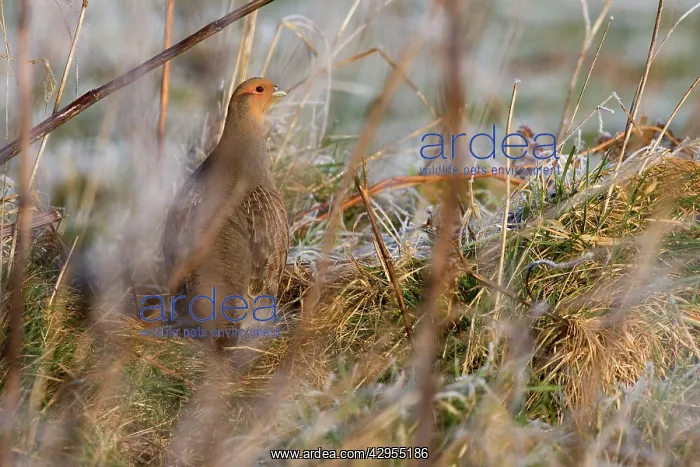 : Grey Partridge - male standing in cover with frost : Grey Partridge - male standing in cover with frost