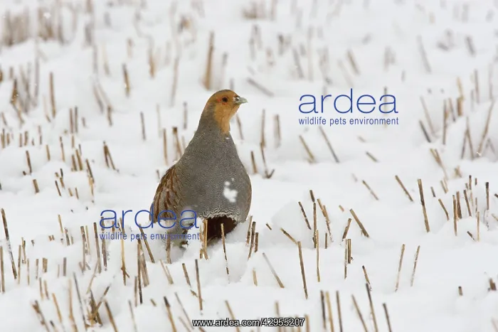 : Grey Partridge - male standing in snow covered : Grey Partridge - male standing in snow covered
