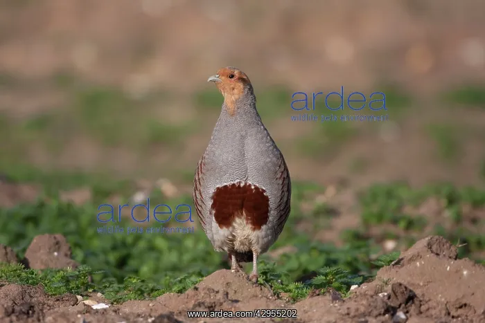 : Grey Partridge - male standing in uncultivated : Grey Partridge - male standing in uncultivated
