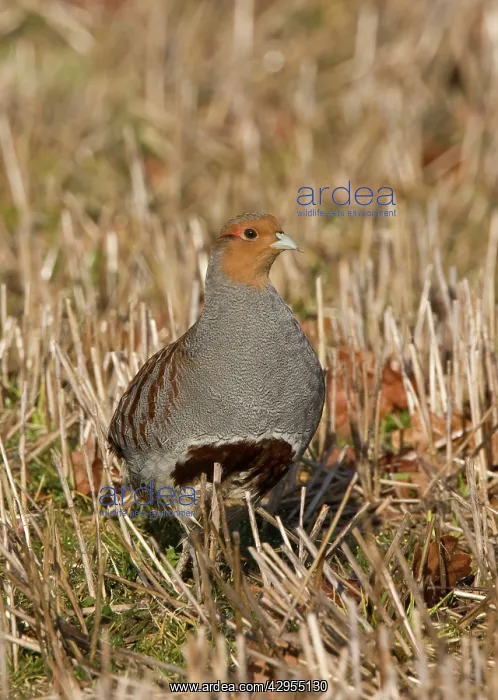 : Grey Partridge - male standing in winter stubble : Grey Partridge - male standing in winter stubble