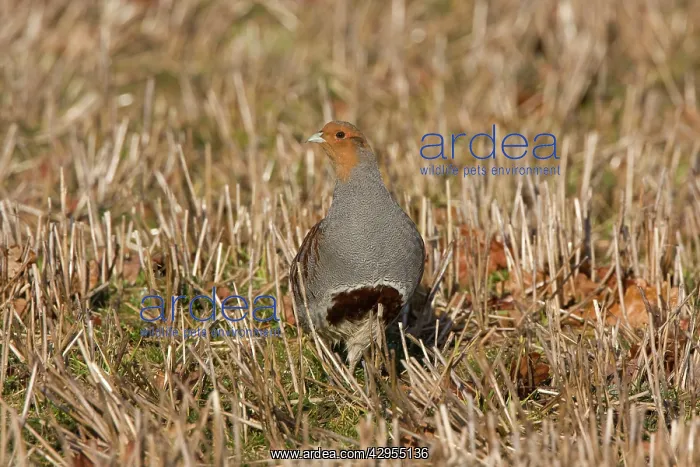 : Grey Partridge - male standing in winter stubble : Grey Partridge - male standing in winter stubble