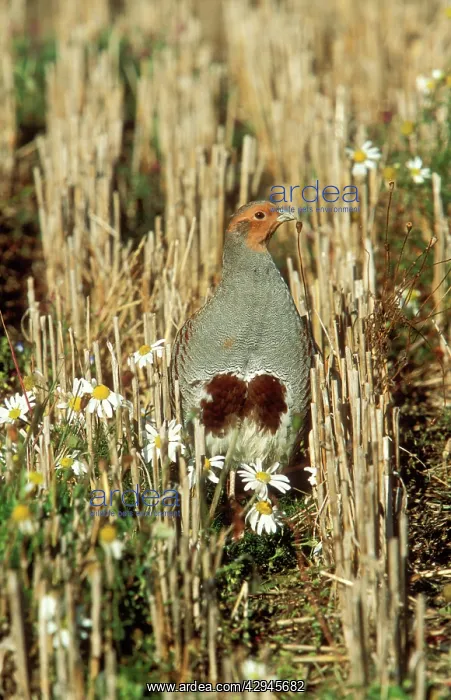  : Grey PARTRIDGE - male in stubble with daisies
