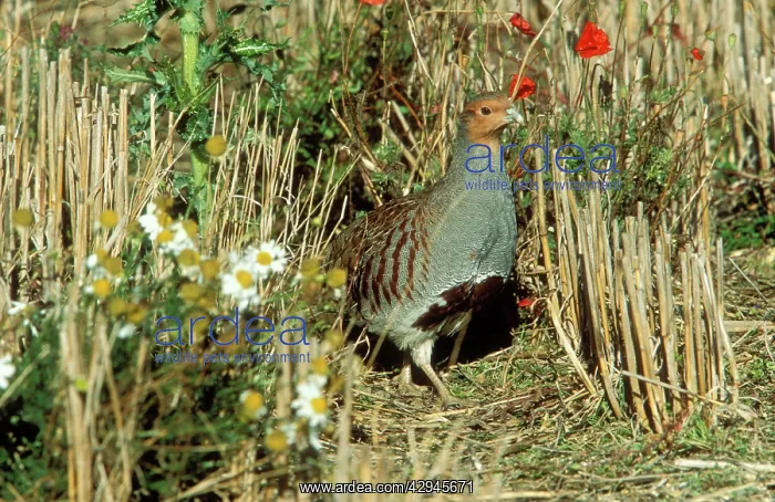 : Grey Partridge - male in stubble with poppies and daisies : Grey Partridge - male in stubble with poppies and daisies