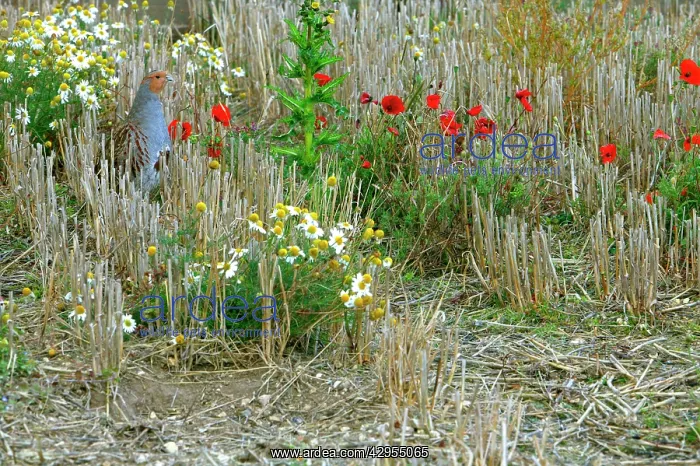: Grey Partridge - Male in winter stubble with poppy's : Grey Partridge - Male in winter stubble with poppy's