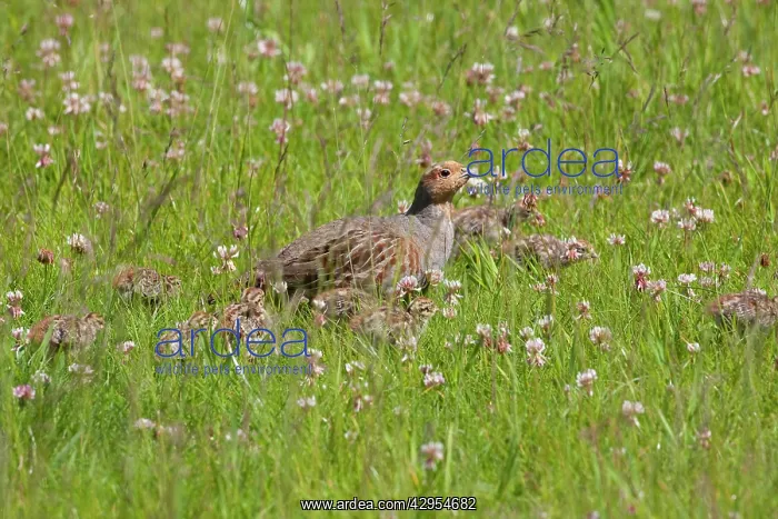 : Grey Partridge - male with very young chicks amongst : Grey Partridge - male with very young chicks amongst