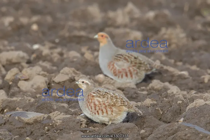 : Grey Partridge - pair - Germany : Grey Partridge - pair - Germany