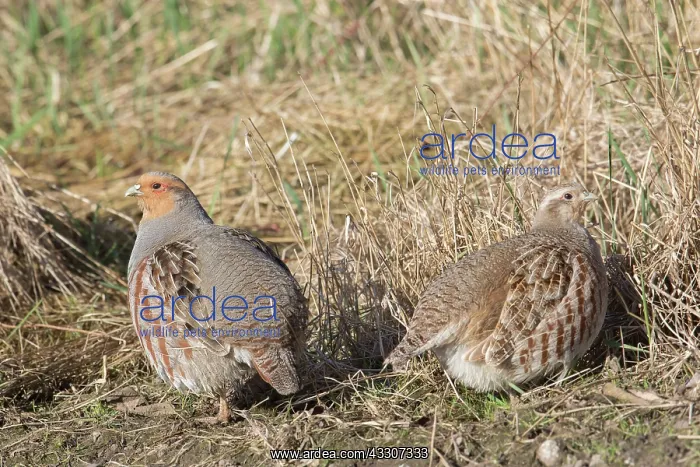 : Grey Partridge - pair - Germany : Grey Partridge - pair - Germany