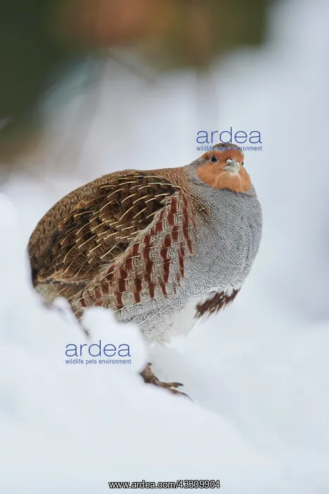 : Grey partridge (Perdix perdix) in the snow, Bavaria : Grey partridge (Perdix perdix) in the snow, Bavaria