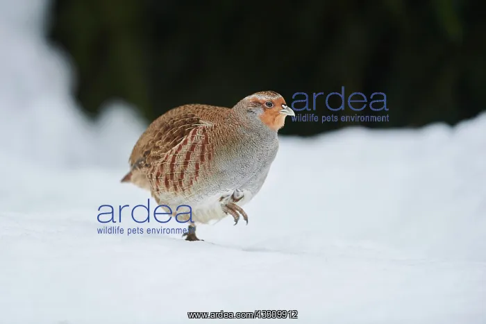 : Grey partridge (Perdix perdix) in the snow, Bavaria : Grey partridge (Perdix perdix) in the snow, Bavaria