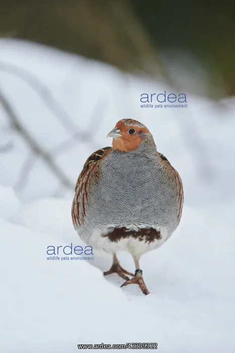 : Grey partridge (Perdix perdix) in the snow, Bavaria : Grey partridge (Perdix perdix) in the snow, Bavaria
