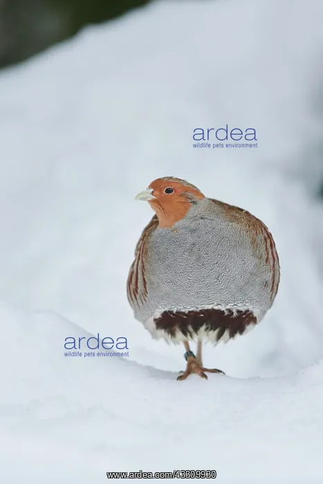 : Grey partridge (Perdix perdix) in the snow, Bavaria : Grey partridge (Perdix perdix) in the snow, Bavaria