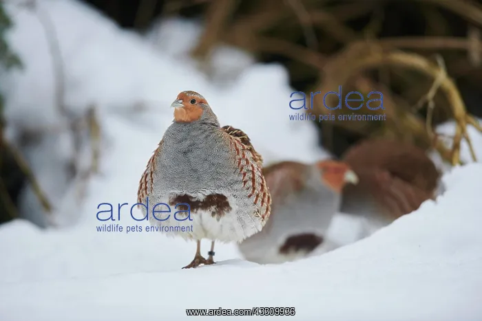 : Grey partridge (Perdix perdix) in the snow, Bavaria : Grey partridge (Perdix perdix) in the snow, Bavaria