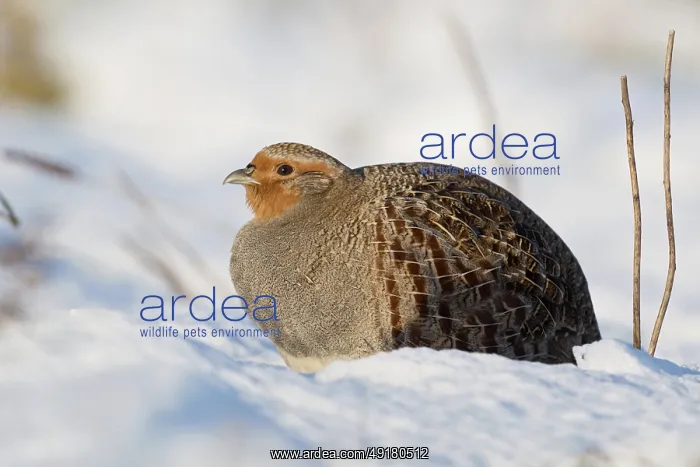 : Grey partridge (Perdix perdix) in winter : Grey partridge (Perdix perdix) in winter