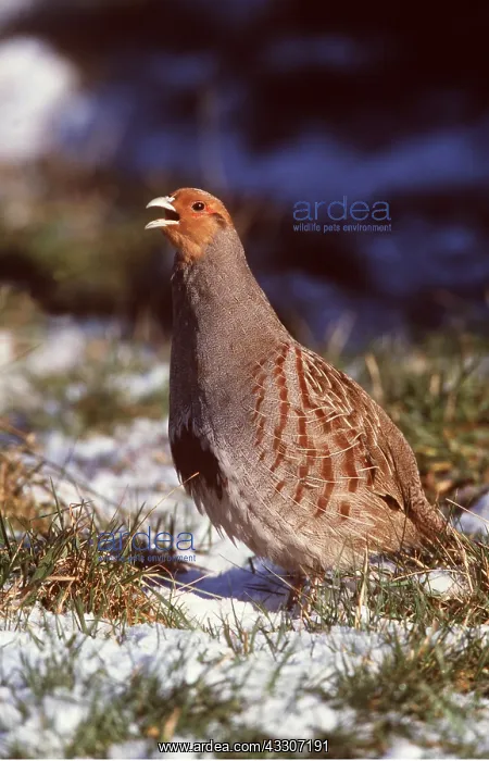 : GREY PARTRIDGE - singing : GREY PARTRIDGE - singing