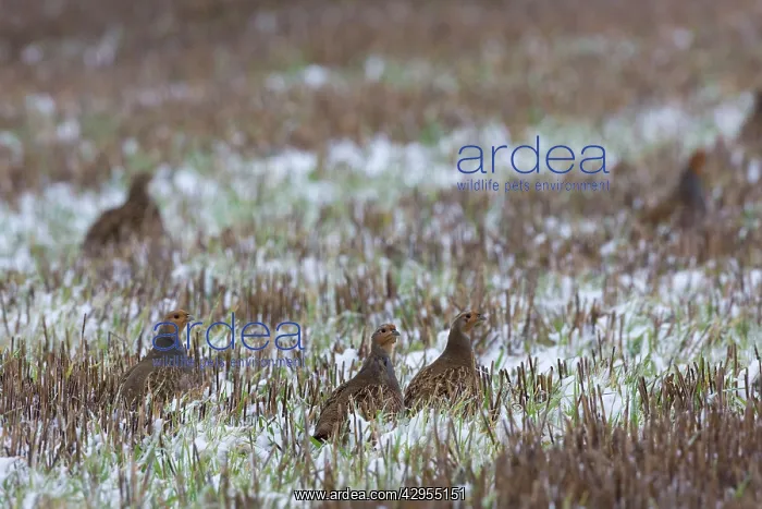 : Grey Partridge - in snow covered winter stubble field : Grey Partridge - in snow covered winter stubble field