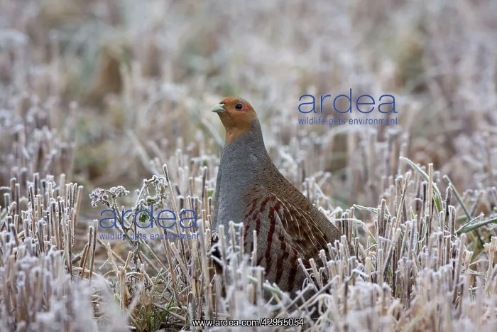 : Grey Partridge - standing in frost covered winter : Grey Partridge - standing in frost covered winter