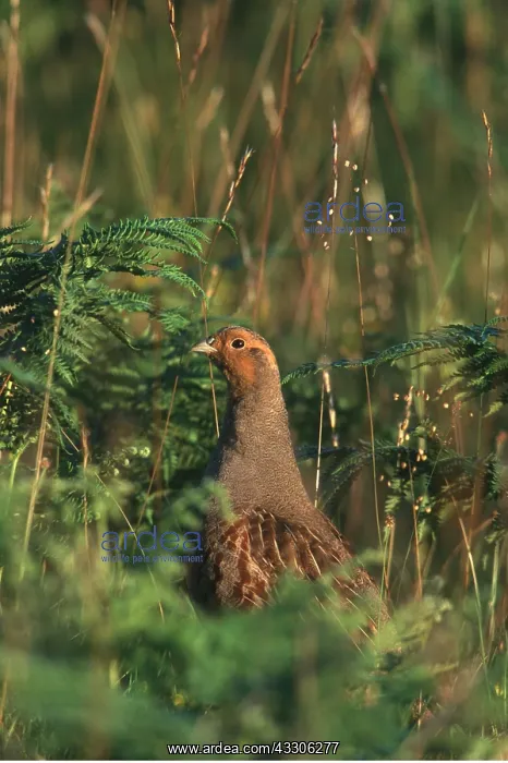 : GREY PARTRIDGE - in vegetation : GREY PARTRIDGE - in vegetation