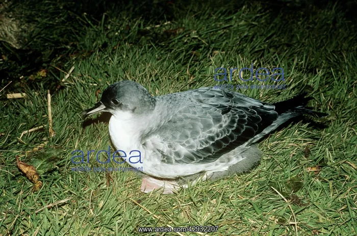  : Grey PETREL