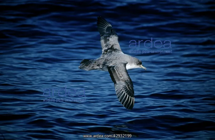 : Grey Petrel - in flight : Grey Petrel - in flight