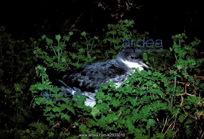 : Grey Petrel - juvenile : Grey Petrel - juvenile