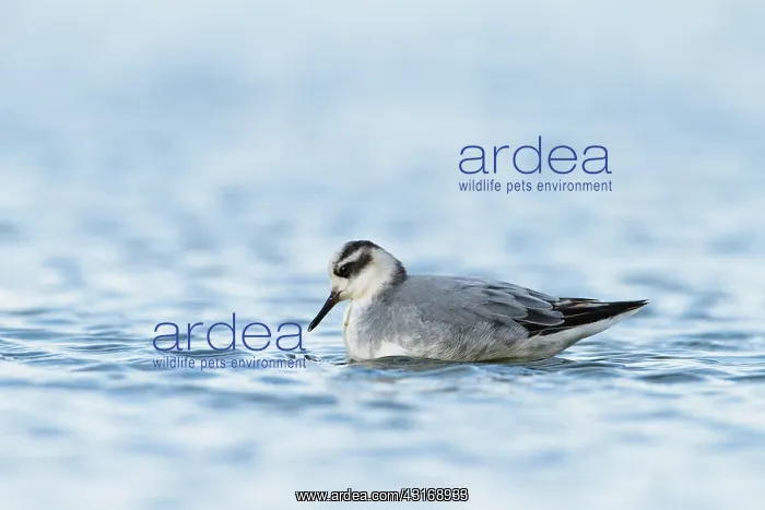 : Grey Phalarope : Grey Phalarope