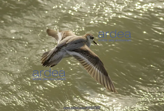 : Grey Phalarope : Grey Phalarope