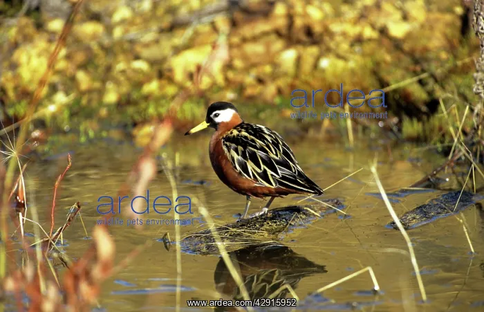: Grey Phalarope - standing on wood in water : Grey Phalarope - standing on wood in water