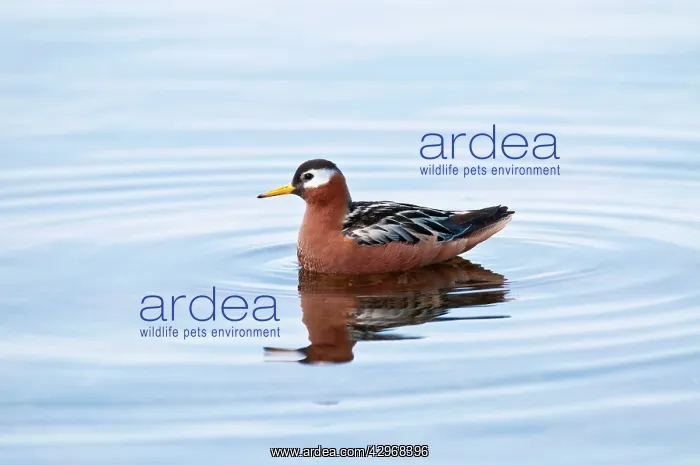 : Grey Phalarope - Swimming with refection in water : Grey Phalarope - Swimming with refection in water