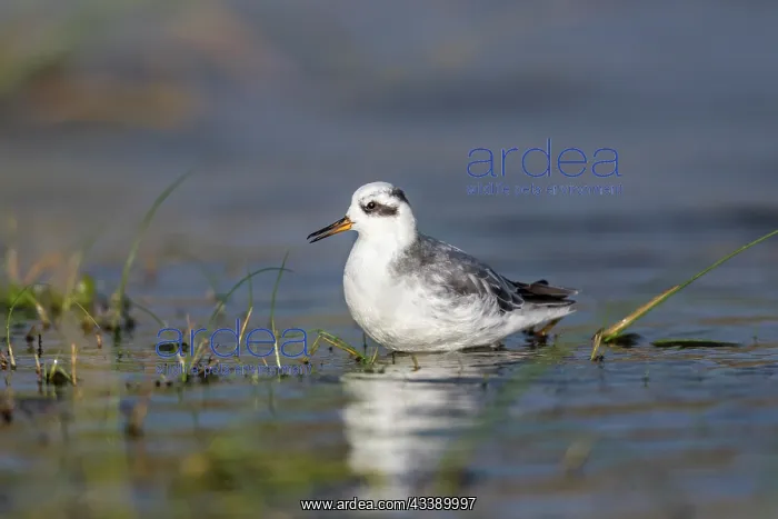 : Grey Phalarope - UK : Grey Phalarope - UK
