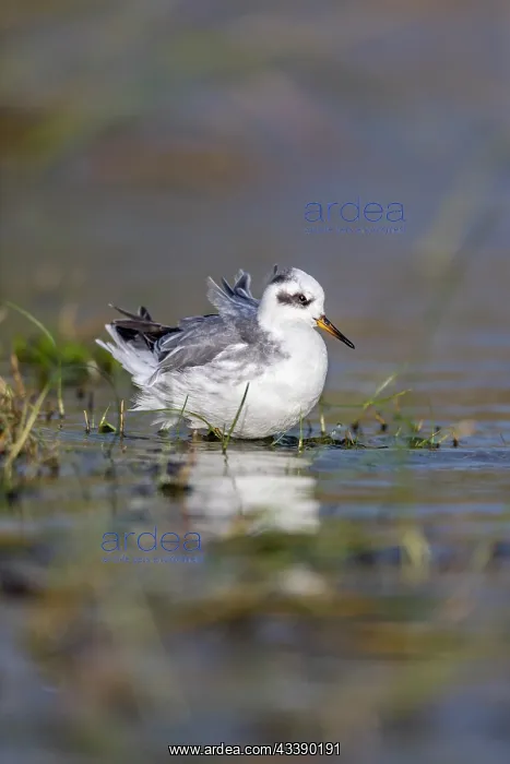 : Grey Phalarope - UK : Grey Phalarope - UK