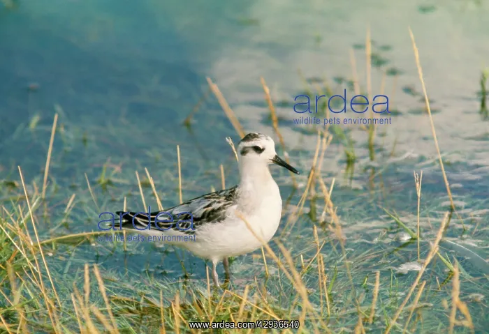 : Grey Phalarope - in water. Winter : Grey Phalarope - in water. Winter