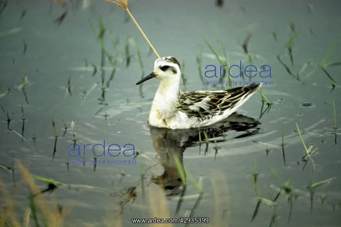 : Grey Phalarope - in winter : Grey Phalarope - in winter