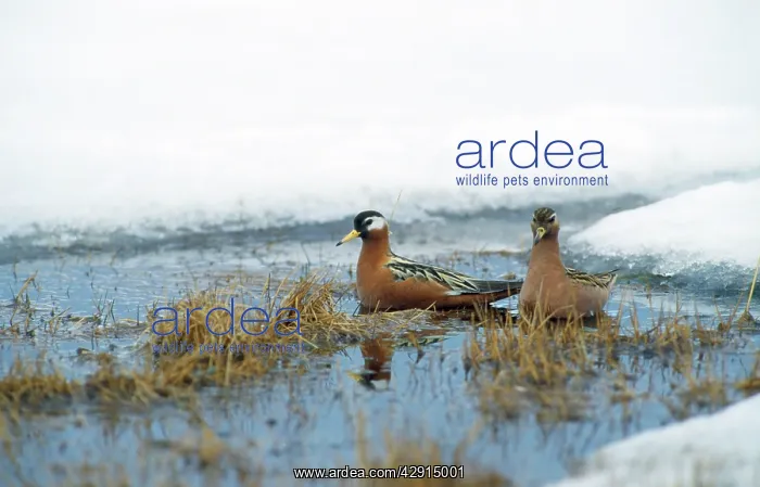 : Grey Phalaropes - summer : Grey Phalaropes - summer