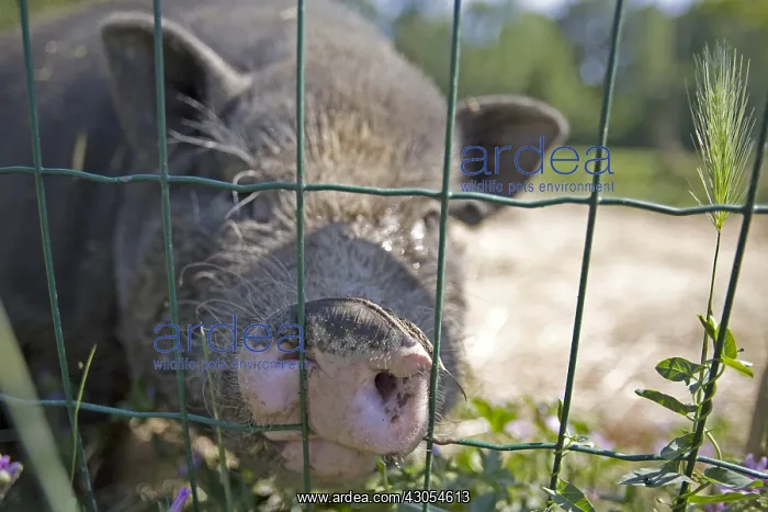 : Grey pig enclosed at the SPCA in Provence France : Grey pig enclosed at the SPCA in Provence France