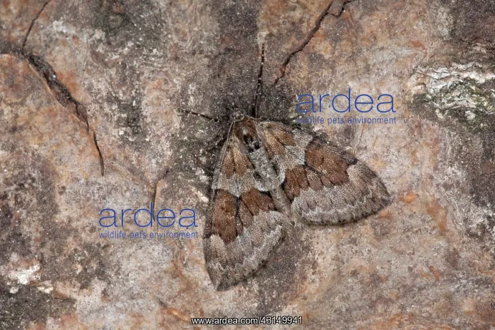 : Grey Pine Carpet : Grey Pine Carpet