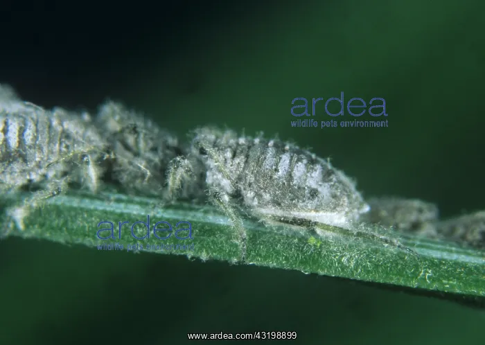 : Grey pine needle aphid : Grey pine needle aphid