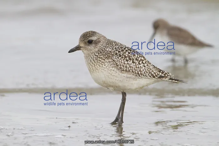 : Grey Plover : Grey Plover