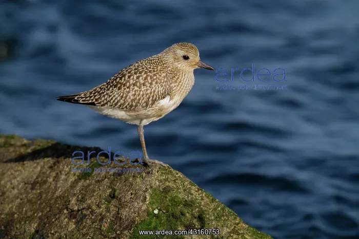 : Grey Plover : Grey Plover