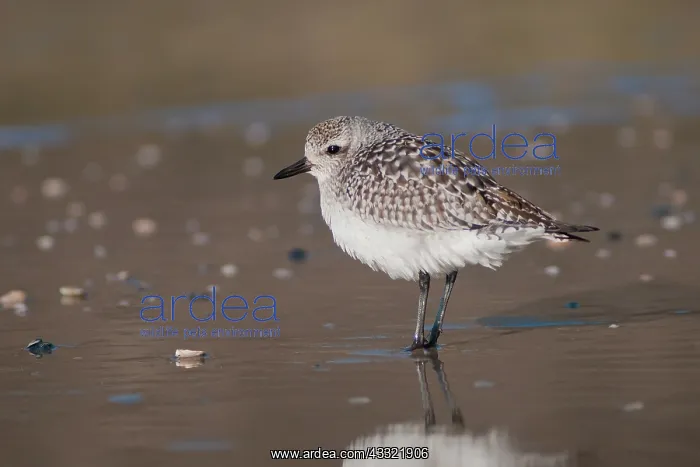 : Grey Plover : Grey Plover