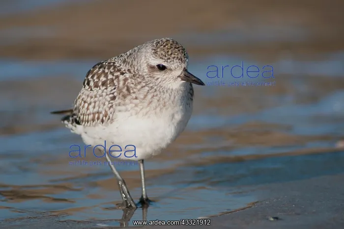 : Grey Plover : Grey Plover